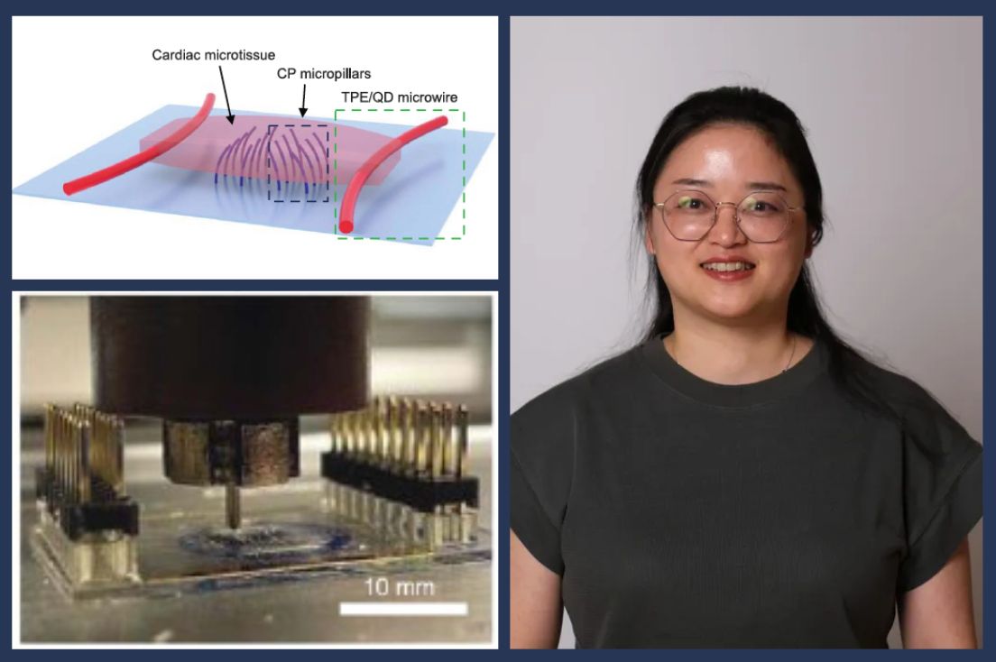 The cardiac microtissue in the heart-on-chip device, showing the embedded microelectrodes and microwires, a photo of 3D printing of microwires, a head-and-shoulders shot of Dr. Qinghua Wu.