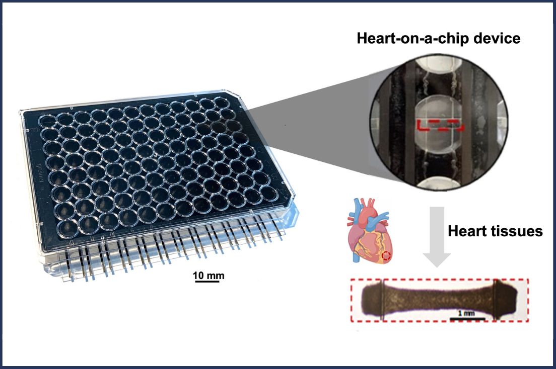 A figure zooming in on the different components of the heart-on-chip device: a 96-well plate, a heart-on-a-chip device in one of the wells, and a heart muscle tissue attached to two wires in the heart-on-chip device.